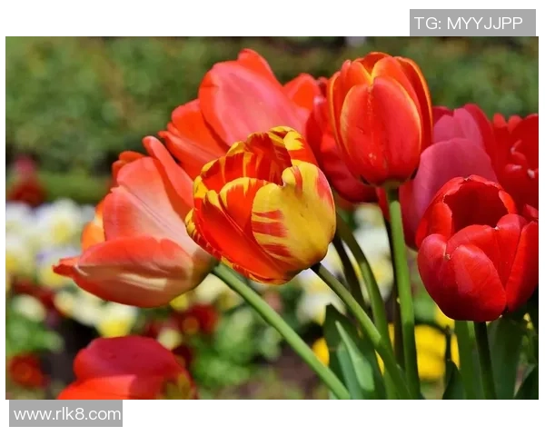 EDG战队在DOTA2比赛中的包夹策略分析与成败得失探讨 EDG战队在DOTA2比赛中的包夹策略分析与成败得失探讨